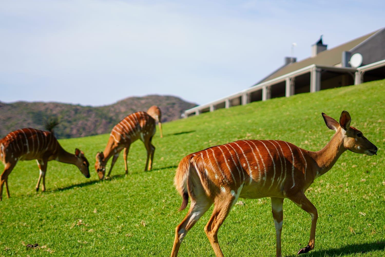 Wildehondekloof Game Lodge Matjiesrivier  Eksteriør bilde