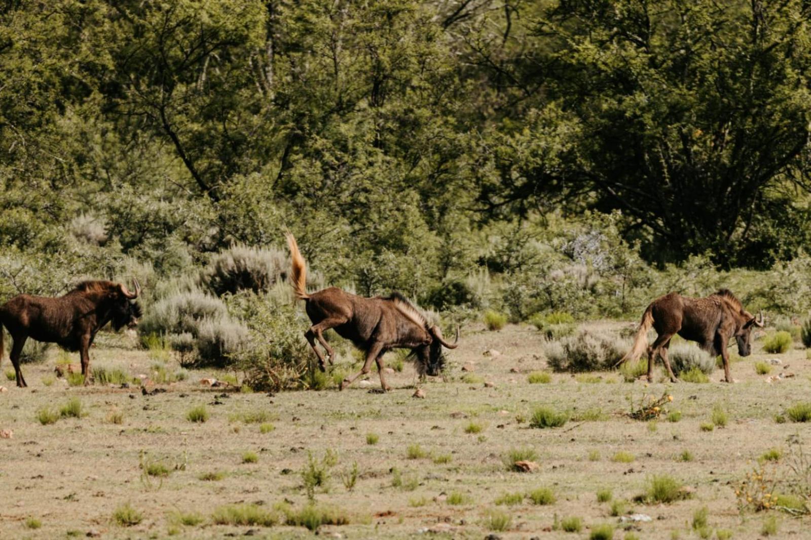 Wildehondekloof Game Lodge Matjiesrivier  Eksteriør bilde