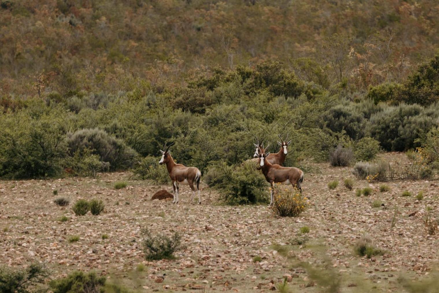 Wildehondekloof Game Lodge Matjiesrivier  Eksteriør bilde