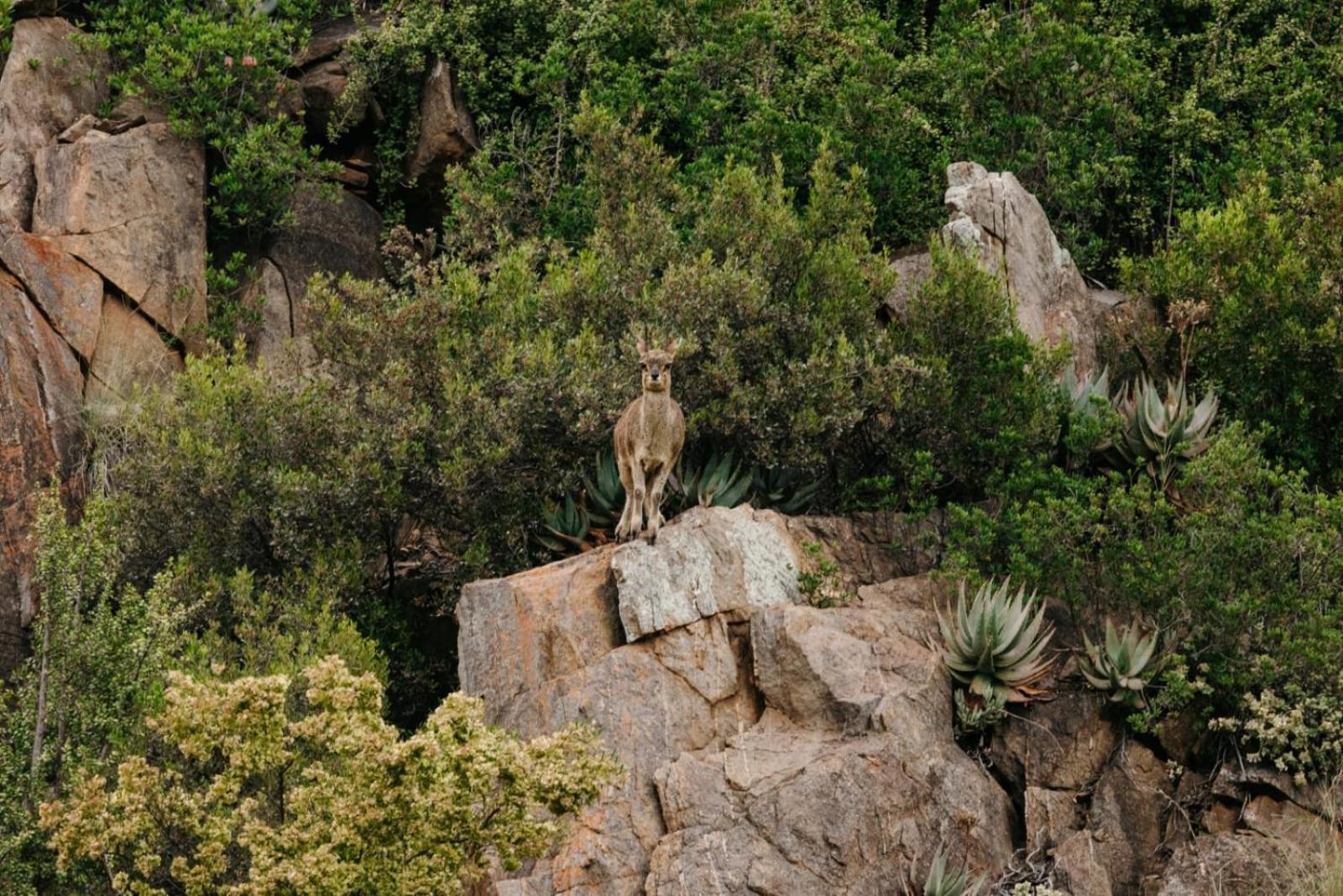 Wildehondekloof Game Lodge Matjiesrivier  Eksteriør bilde