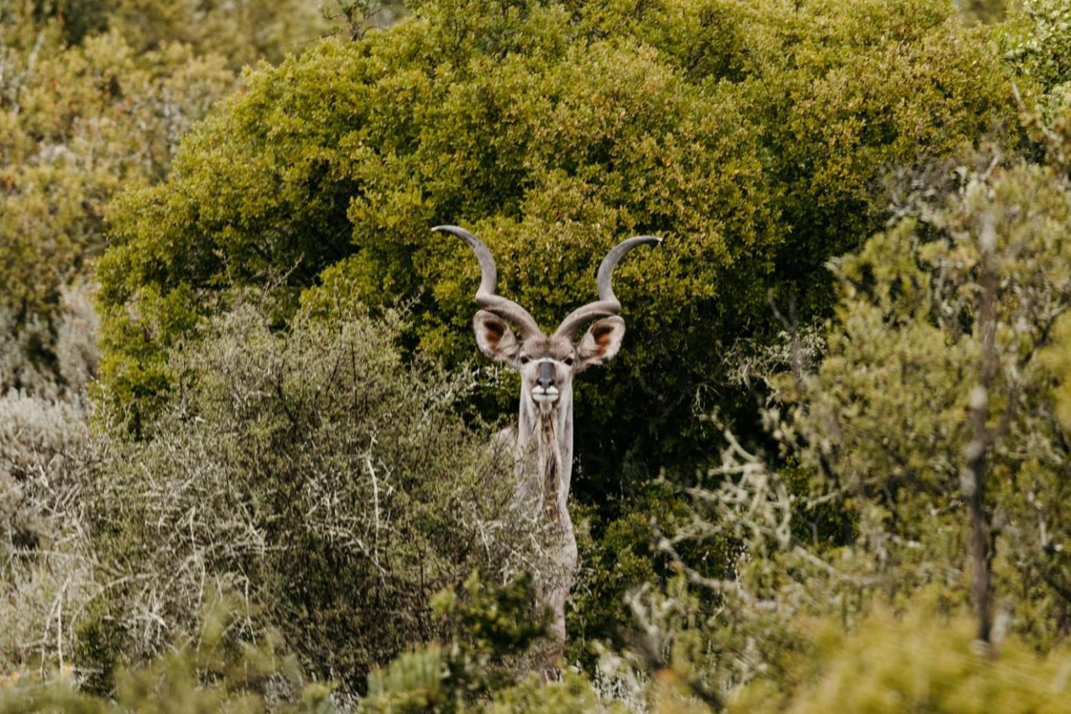 Wildehondekloof Game Lodge Matjiesrivier  Eksteriør bilde
