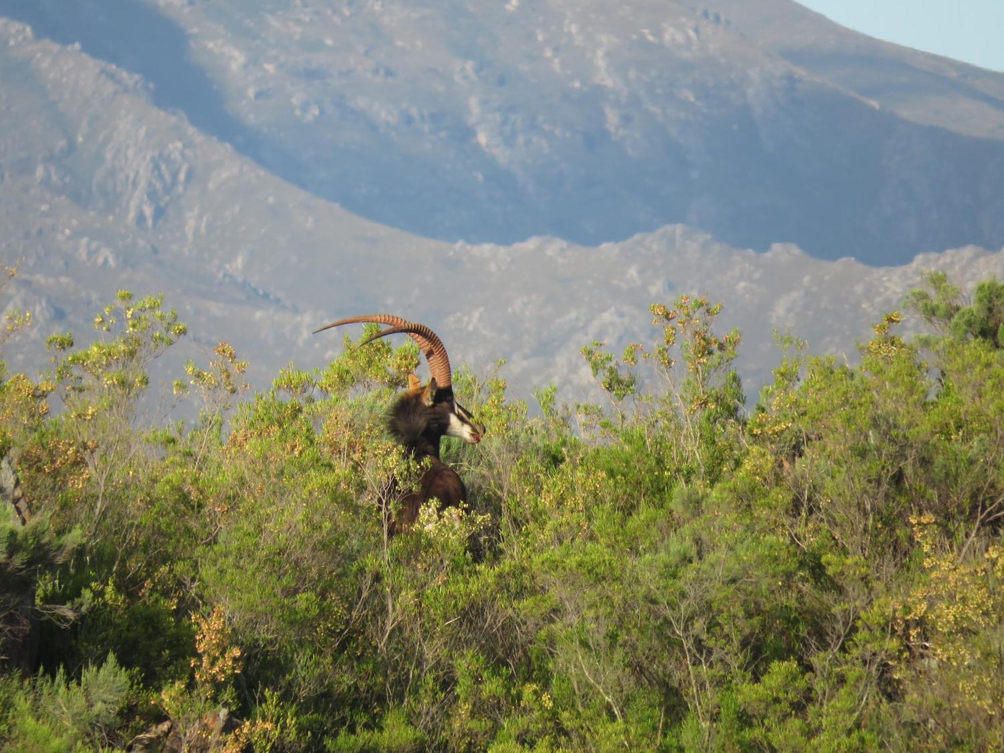 Wildehondekloof Game Lodge Matjiesrivier  Eksteriør bilde