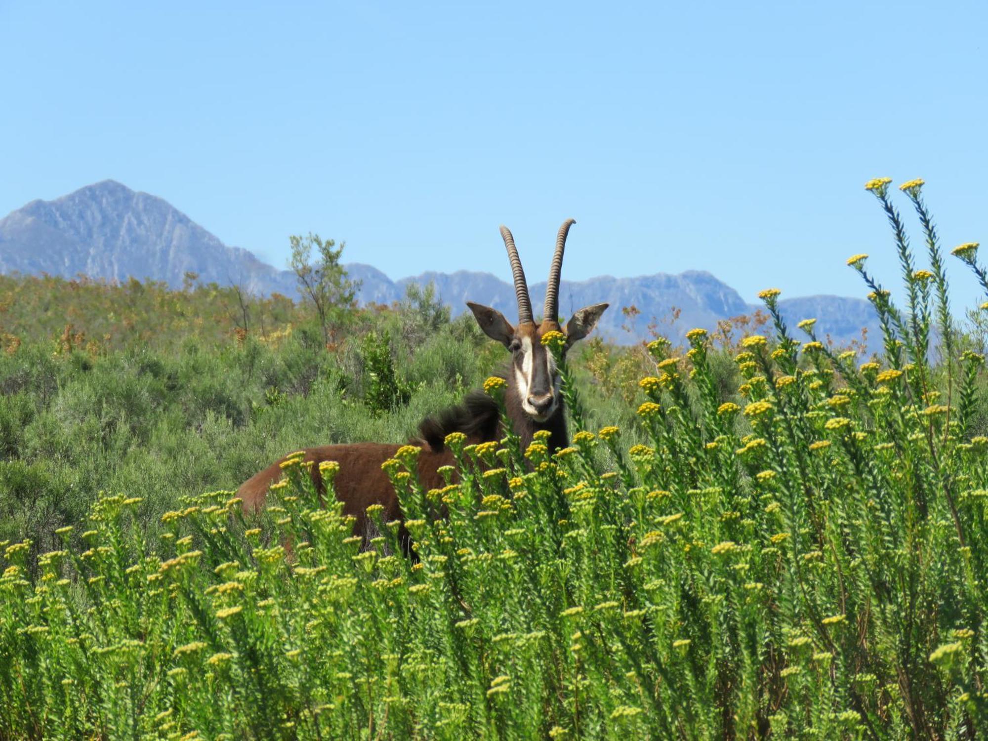 Wildehondekloof Game Lodge Matjiesrivier  Eksteriør bilde