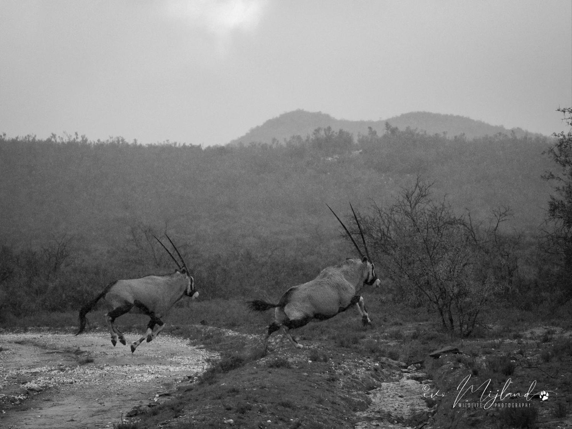 Wildehondekloof Game Lodge Matjiesrivier  Eksteriør bilde