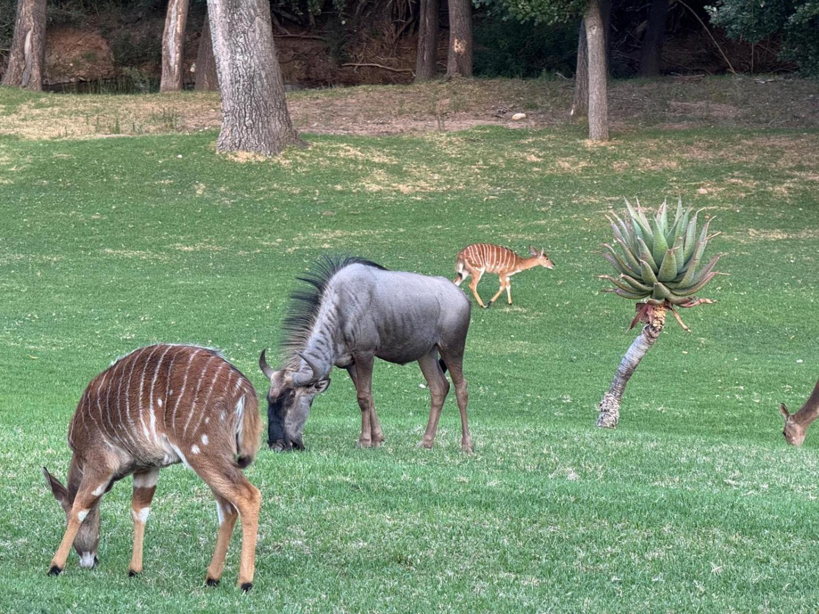 Wildehondekloof Game Lodge Matjiesrivier  Eksteriør bilde