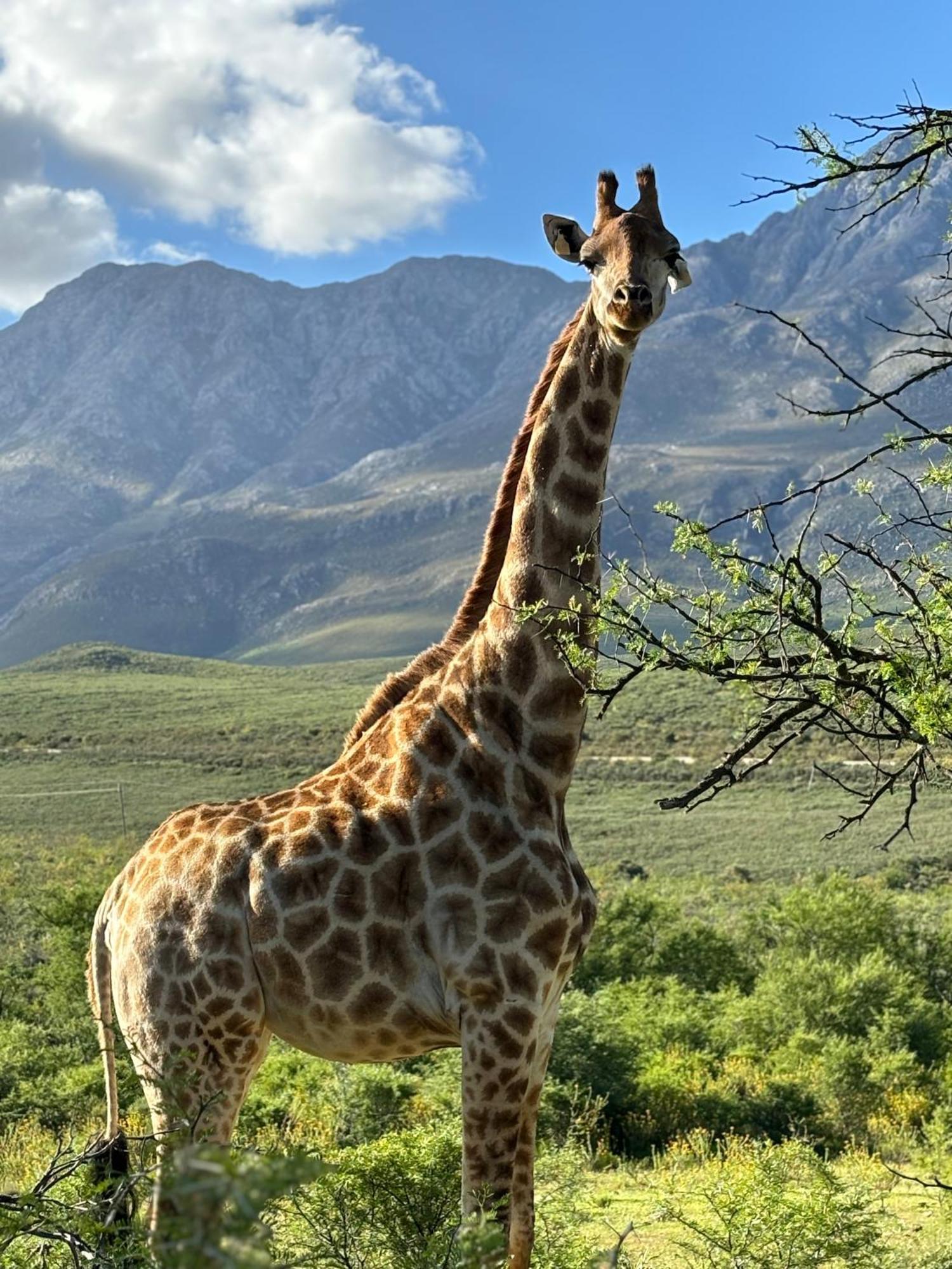 Wildehondekloof Game Lodge Matjiesrivier  Eksteriør bilde