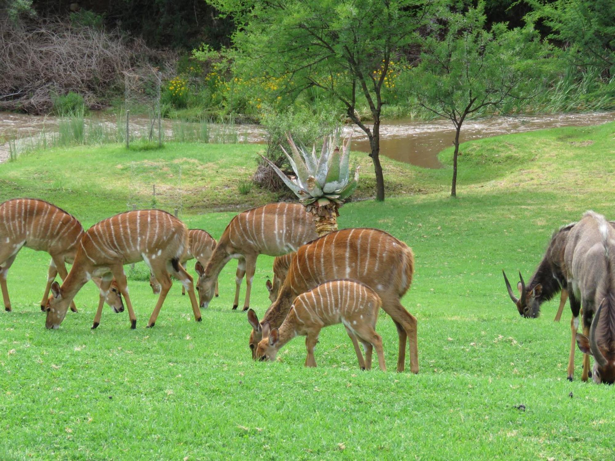 Wildehondekloof Game Lodge Matjiesrivier  Eksteriør bilde